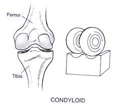 condyloid joint