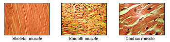 muscle_tissues