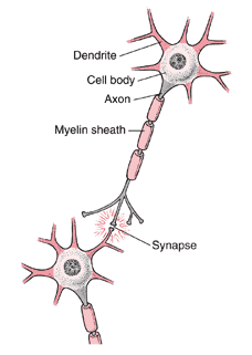 neurons[1]
